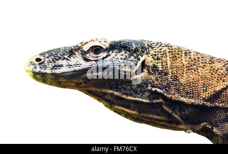 Dettaglio foto del drago di Komodo (Varanus komodoensis). Ritratto animale sullo sfondo bianco. Foto Stock