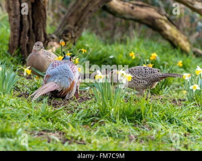 Bellissimo anello maschio colli (Fagiano Phasianus colchicus) e femminile rovistando tra daffodil n bosco naturale foresta impostazione. Foto Stock
