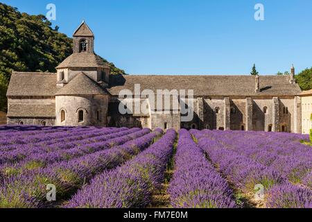 Francia, Vaucluse, comune di Gordes, campo di lavanda di fronte all'abbazia di Notre Dame de Senanque del XII secolo Foto Stock