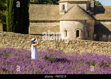 Francia, Vaucluse, comune di Gordes, campo di lavanda di fronte all'abbazia di Notre Dame de Senanque del XII secolo Foto Stock