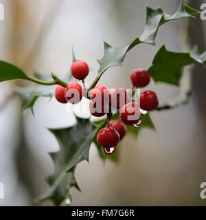 Holly (Ilex aquifolium) bacche con le goccioline d'acqua. Bacche rosse e le goccioline di acqua su un holly, un albero nella famiglia Aquifoliace Foto Stock