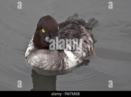 Comune (Goldeneye Bucephala clangula) Foto Stock