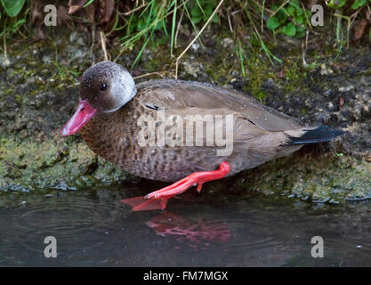 Brasiliano (Teal amazonetta brasiliensis) Foto Stock