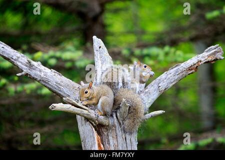 Stati Uniti, Minnesota, Orientale scoiattolo grigio o grigio scoiattolo (Sciurus carolinensis), per adulti Foto Stock