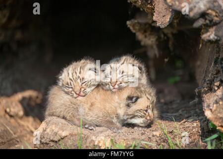 Stati Uniti, Minnesota, Bobcat (Lynx rufus), giovani, bambini 1 mese fa Foto Stock