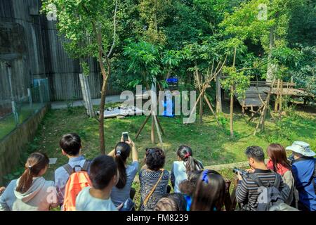 La Cina, nella provincia di Sichuan, Chengdu, Base di ricerca di Panda Gigante di allevamento o di Chengdu Panda Base, Panda Gigante (Ailuropoda melanoleuca), prigionieri neonati installato al di fuori su una coperta con un elemento di fissaggio videotaper Foto Stock