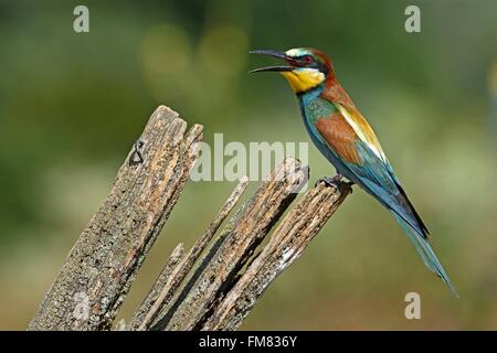 Francia, Giura, bassa valle del Doubs, Little Black, European Bee eater (Merops apiaster) allevamento colonia di uccelli nelle sponde del Doubs Foto Stock