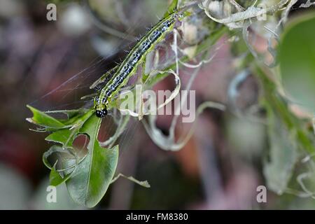 Francia, Morbihan, Lepidoptera, Crambidae, albero scatola di Tarma (Cydalima perspectalis), Caterpillar Foto Stock