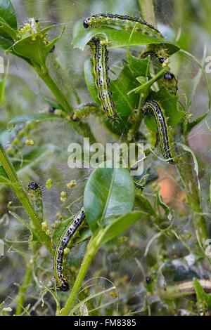 Francia, Morbihan, Lepidoptera, Crambidae, albero scatola di Tarma (Cydalima perspectalis), Caterpillar Foto Stock