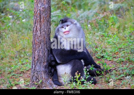 La Cina, nella provincia dello Yunnan, Yunnan rampognare-annusò scimmia (Rhinopithecus bieti), maschio adulto Foto Stock