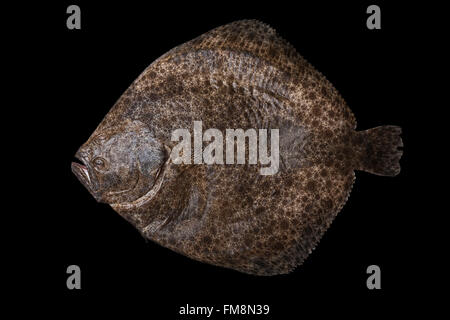 Intero crudo fresco pescato il pesce piatto nel Mare di Alboran in Spagna, isolato su sfondo nero. Foto Stock