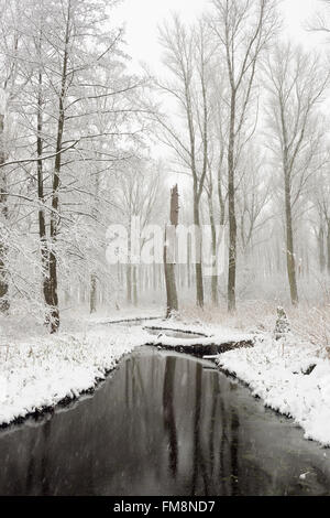 Coperta di neve palude foresta nella regione del Basso Reno, vecchio Reno imbracatura, inverno in Meerbusch, Ilvericher Altrheinschlinge, Germania. Foto Stock