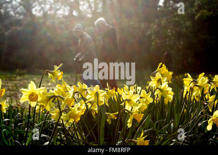 Il torneo di Wimbledon, Londra, Regno Unito. 11 marzo, 2016. La gente a piedi passato narcisi su Wimbledon bagnata dal sole del pomeriggio come molla arriva finalmente con temperature attese di elevarsi al di sopra del credito weekend: amer ghazzal/Alamy Live News Foto Stock