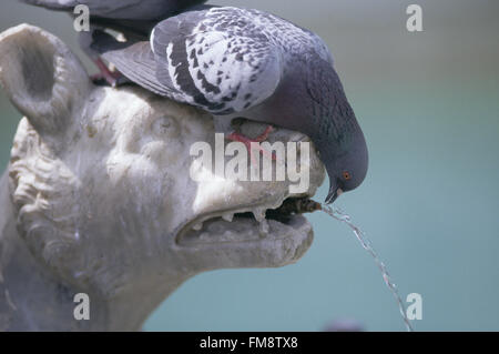 59 Inutilizzati - Italia, la Toscana centrale, Siena, piccione sat sulla testa di fontana-scultura a forma di animali selvatici, sporgersi e bere, vista laterale Foto Stock