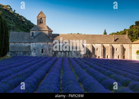 Francia, Vaucluse, comune di Gordes, campo di lavanda di fronte all'abbazia di Notre Dame de Senanque del XII secolo Foto Stock