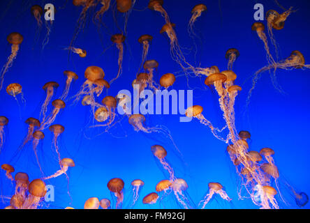 Meduse in acquario della baia di Monterey in California Foto Stock