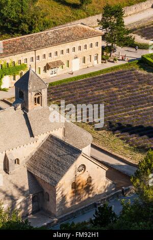 Francia, Vaucluse, comune di Gordes, campo di lavanda di fronte all'abbazia di Notre Dame de Senanque del XII secolo Foto Stock