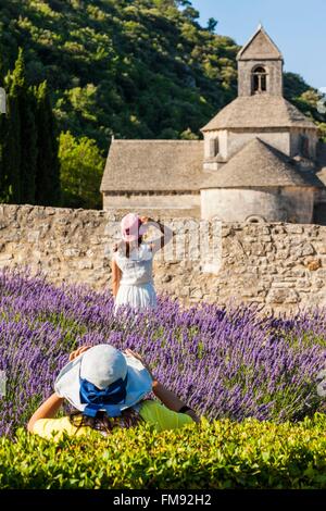 Francia, Vaucluse, comune di Gordes, campo di lavanda di fronte all'abbazia di Notre Dame de Senanque del XII secolo Foto Stock