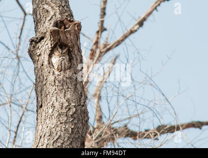 Est della civetta appollaiato in un albero. Foto Stock