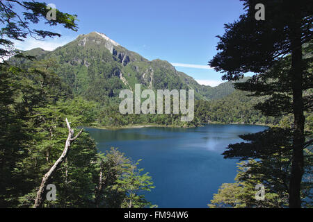 Lago El Toro con Araucaria, Huerquenes National Park, Patagonia, Cile Foto Stock