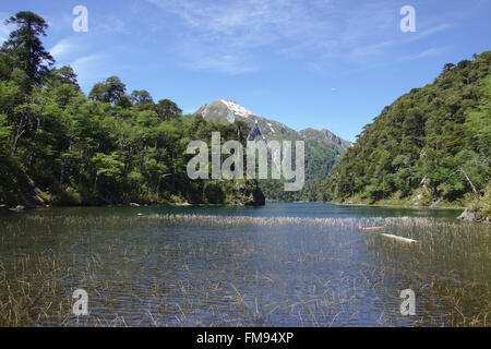 Lago El Toro con Araucaria, Huerquenes National Park, Patagonia, Cile Foto Stock