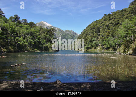 Lago El Toro con Araucaria, Huerquenes National Park, Patagonia, Cile Foto Stock