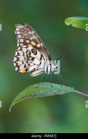 Farfalla su una foglia nel Parco Nazionale di Kanha, India. Foto Stock