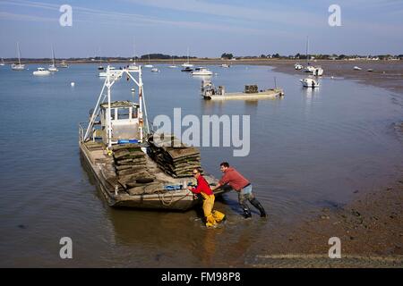 Francia, Morbihan, Damgan, Penerf, uomini spingendo un oyster barca Foto Stock