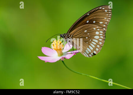 Il corvo comune farfalla su un fiore nel Parco Nazionale di Kanha, India, chiamato anche comuni indiana crow. Nome scientifico Euploea Core Foto Stock