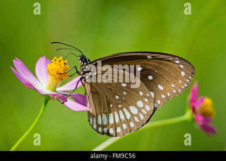 Il corvo comune farfalla su un fiore nel Parco Nazionale di Kanha, India, chiamato anche comuni indiana crow. Nome scientifico Euploea Core Foto Stock