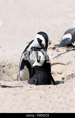 Jackass Penguin, giovane al foro di nesting, massi, Simon's Town, Western Cape, Sud Africa Africa / (Spheniscus demersus) Foto Stock