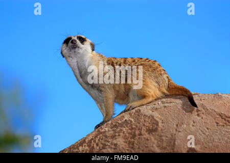Suricate, piccolo Karoo, Western Cape, Sud Africa Africa / (Suricata suricatta) Foto Stock