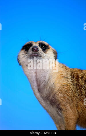 Suricate, piccolo Karoo, Western Cape, Sud Africa Africa / (Suricata suricatta) Foto Stock