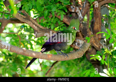 Guinea-Turako, Africa / (Tauraco persa) Foto Stock