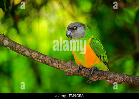 Senegal Parrot, Africa / (Poicephalus senegalus) Foto Stock