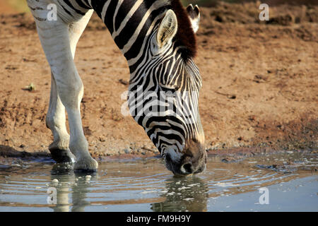 Le pianure, Zebra Burchell, Addo Elephant Nationalpark, Capo orientale, Sud Africa Africa / (Equus quagga burchelli) Foto Stock
