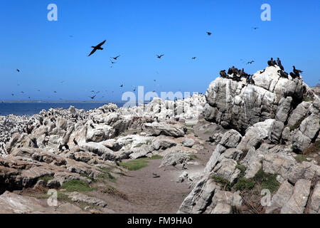 Punto pietrose, colonia di uccelli marini, Betty's Bay, Western Cape, Sud Africa e Africa Foto Stock