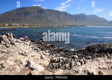 Punto pietrose, colonia di pinguini, Betty's Bay, Western Cape, Sud Africa e Africa Foto Stock