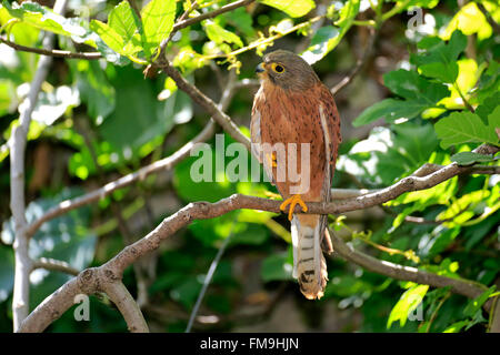 Rock Krestel, maschio adulto, Western Cape, Sud Africa Africa / (Falco tinnunculus) Foto Stock