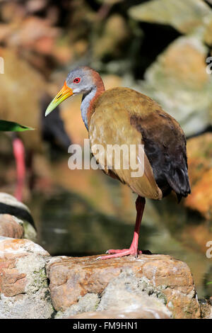 Il gigante della rampa di legno, Sud America / (Aramides ypecaha) Foto Stock