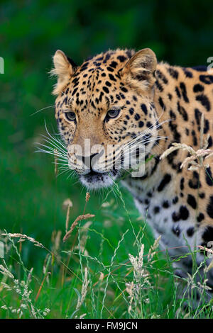 Leopardo di Amur, Asia / (Panthera pardus orientalis) Foto Stock