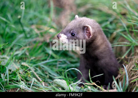 European polecat, giovani in den, Surrey, Inghilterra, Europa / (Mustela putorius) Foto Stock