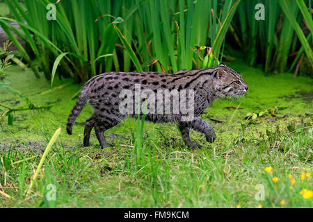 La pesca gatto adulto ad acqua, Asia / (Prionailurus viverrinus) Foto Stock