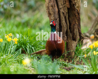 Bella Corona britannica a collo (Fagiano Phasianus colchicus) rovistando nel bosco naturale foresta impostazione. Foto Stock