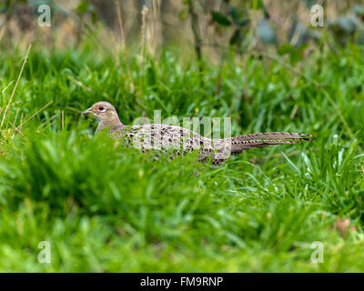 Bella fagiano Femmina (Phasianus colchicus) rovistando nel bosco naturale foresta impostazione. Foto Stock