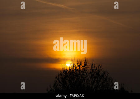 Londra, Regno Unito. 11 marzo, 2016. Regno Unito: Meteo caldo arancio tramonto su North London Credit: Dinendra Haria/Alamy Live News Foto Stock