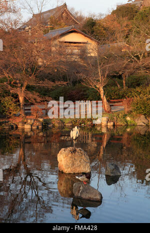 Il Giappone; Kyoto, Parco di Maruyama, Foto Stock