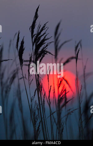 Reed Phragmites communis contro il sole di setting Foto Stock