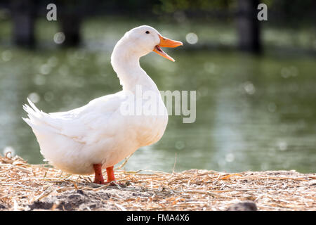 Anatra bianco accanto ad un laghetto o lago con sfondo bokeh di fondo, la vita degli animali e il concetto di agricoltura immagine. Foto Stock