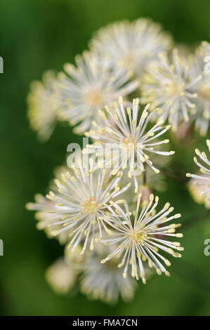 Bella bianca Thalictrum aquilegifolium fiore visto in stretta verso l'alto. Foto Stock